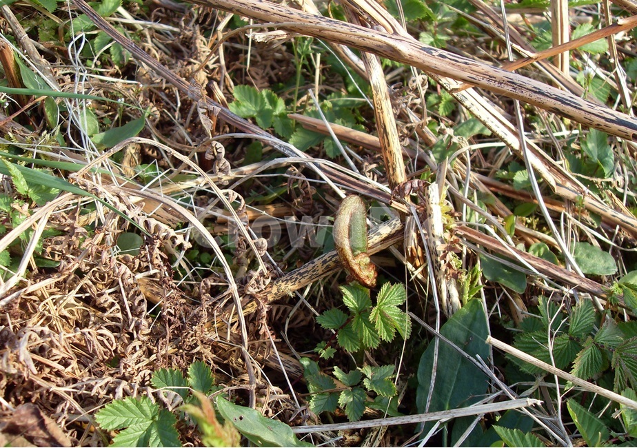 고사리,새순,스코틀랜드,영국,봄,식물,산나물,식물,자연,plants,nature
