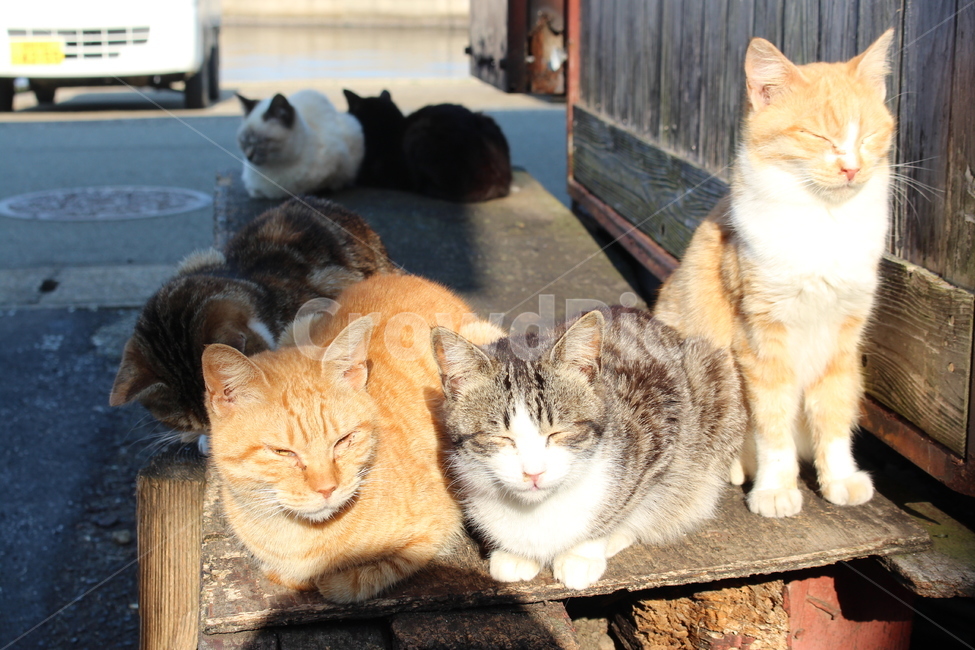 고양이섬,아이노시마,고양이,길냥이,cat,straycat,동물,동물,animal,포유류,mammal,고양이,cat,kitten,kitty