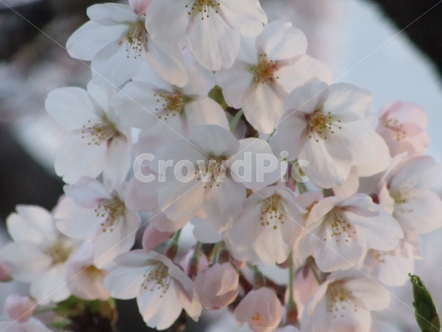 벚꽃,꽃,식물,봄,꽃송이,봄,계절,spring,season,식물,자연,plants,nature,꽃,flower,plant,blossom,cherry blossom