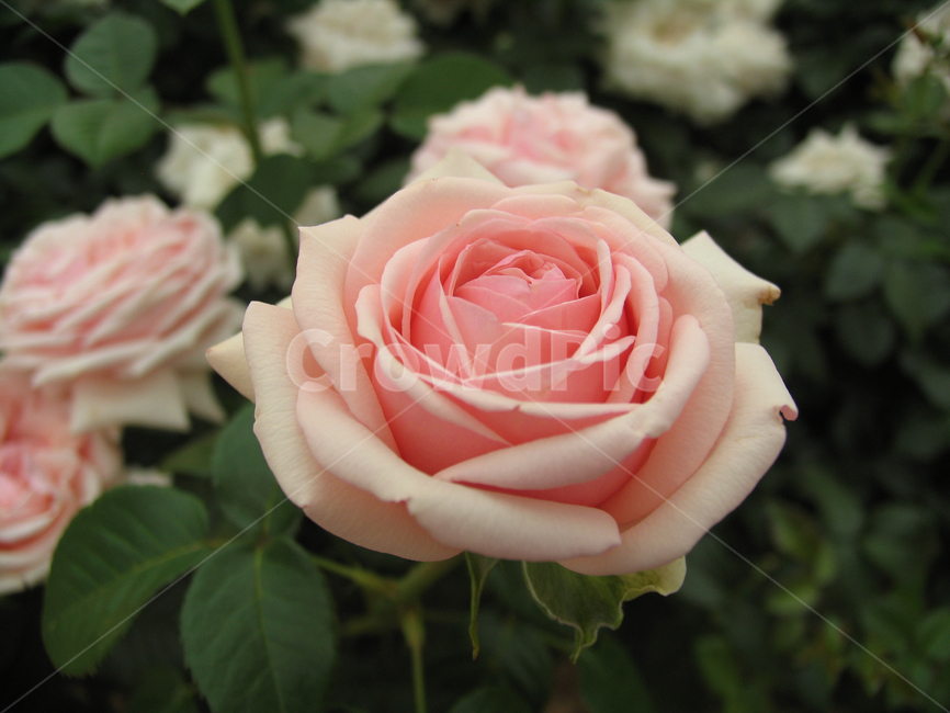 장미,꽃,핑크장미,로즈,장미꽃,5월장미,rose,flower,식물,접사,핑크색,pink
