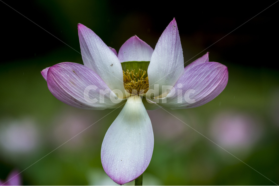 연꽃,여름꽃,불교,홍연,식물,식물,자연,plants,nature,꽃,flower