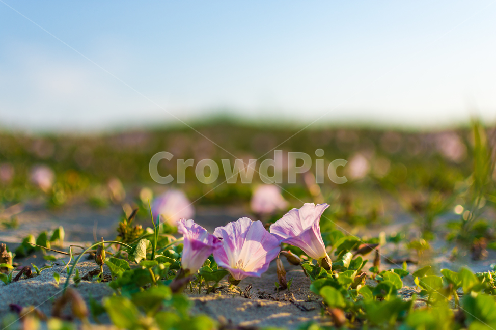 꽃,하늘,아웃포커스,자연,모래,식물,자연,plants,nature,꽃,flower