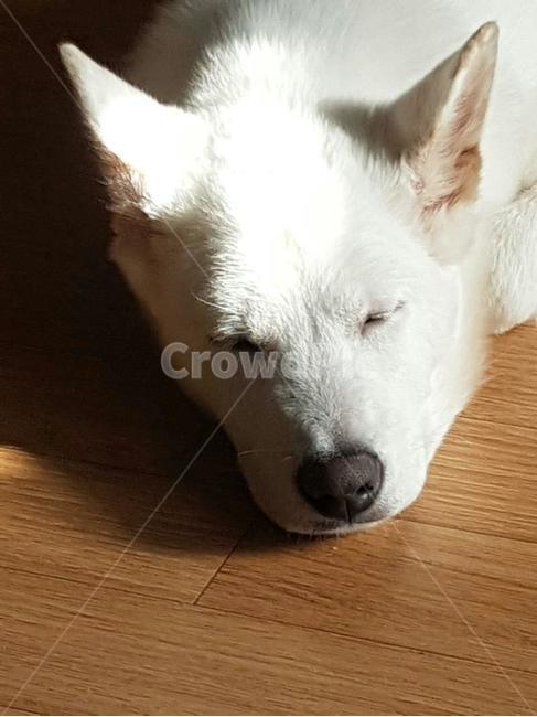 잠자는개,애완견,풍산개,dog,낮잠자는개,하얀개