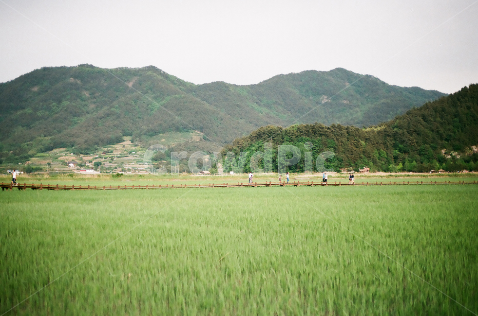 자연,nature,outdoors,grassland,목초지,field,한지방,countryside,패디필드,농업,농사,agriculture,farming,farming industry
