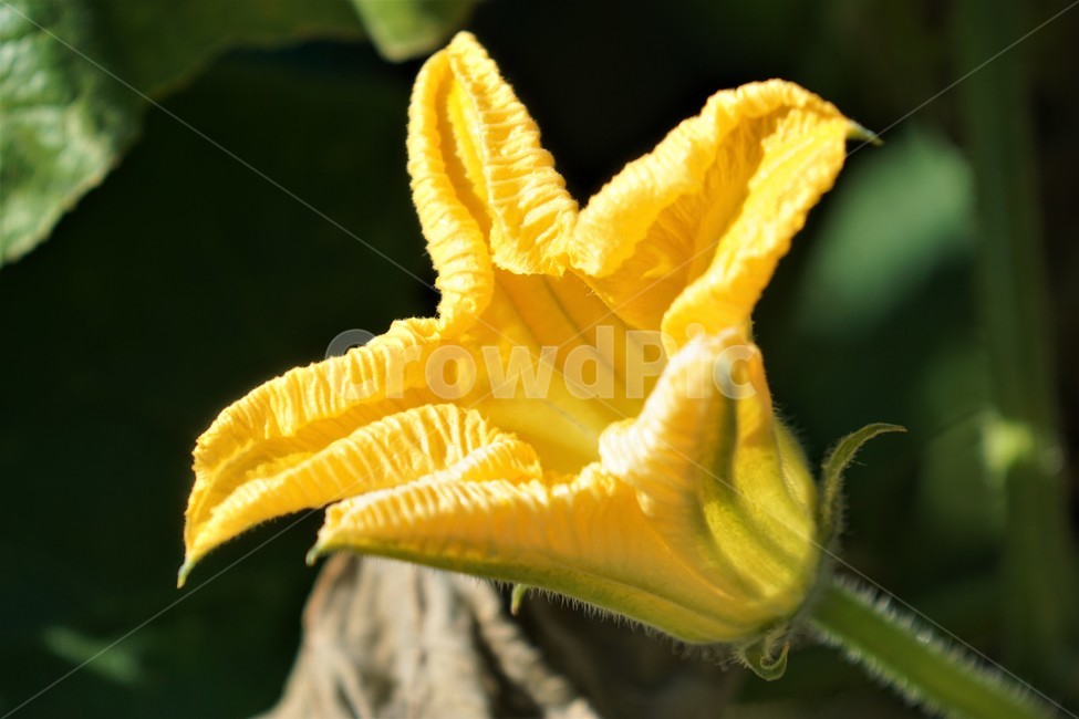 가을,호박꽃,꽃,자연,식물,nature,fall,autumn,flower,식물,자연,plants,nature,꽃,flower