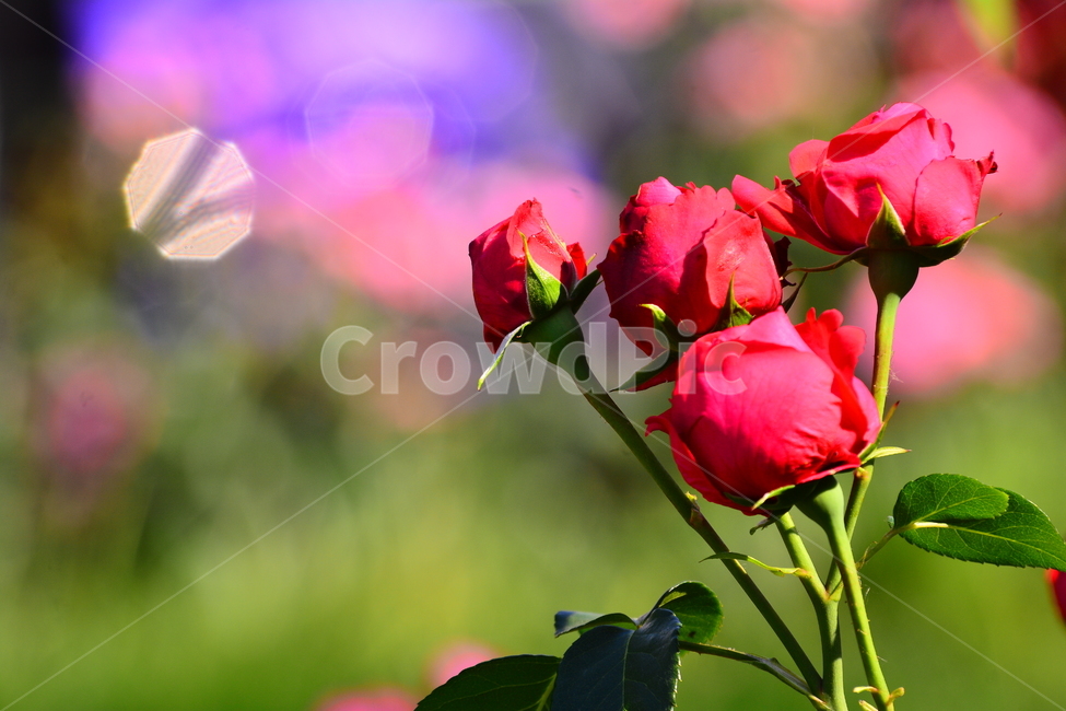 장미,장미꽃,로즈,꽃,아름다움,예쁜,플라워,데코레이션,꽃송이,꽃잎,feeling,rose,flowers,5월,계절의여왕,가시,가든,정원,앞뜰,장미원,장미축제,BEAUTIFUL,plant,garden,핑크색장미,분홍장미,pink,꽃밭,수많은,보케,빛망울,진분홍색장미,식물,자연,plants,nature,꽃,flower