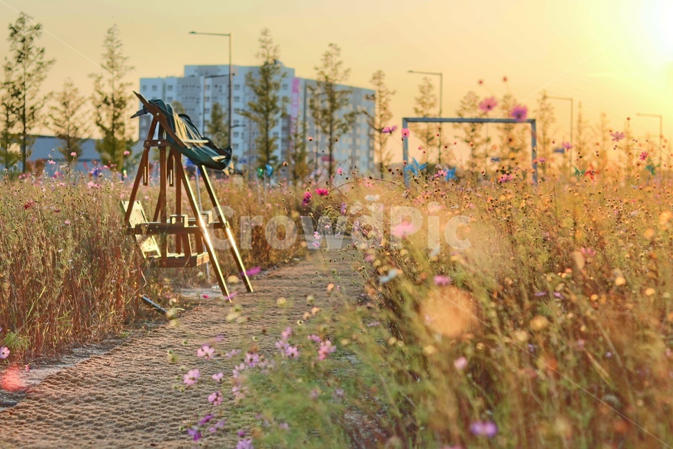 가을,정자,코스모스,따뜻함,여유,빛,해질녘,노을,가을,계절,fall,autumn,season,식물,자연,plants,nature,꽃,flower,tripod,삼각대