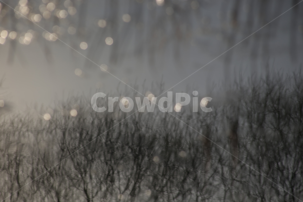 반영,나무,물빛,적막,꿈,자연,풍경,nature,landscape,outdoors,옥외