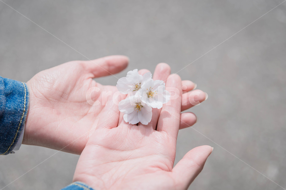 봄,벚꽃,꽃잎,flower,cheeryblossom,봄꽃,봄,계절,spring,season,plant,식물