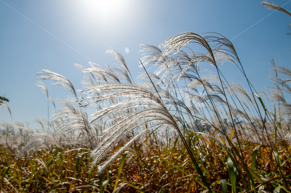 억새,억새풀,억새밭,갈대,풍경,가을,식물,역광,plant,autumn,fall,silvergrass,flamegrass,가을,계절,fall,autumn,season,식물,자연,plants,nature,grass,잔디,lawn