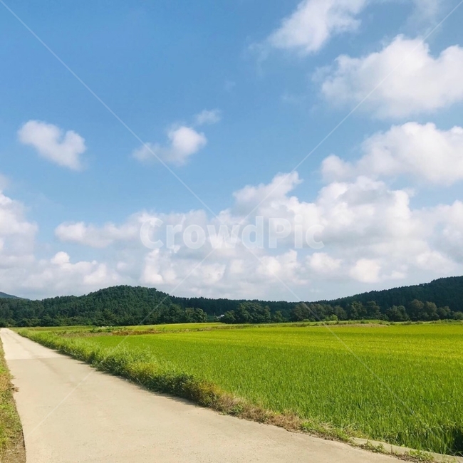 시골길,화창한,들판,구름,하늘,맑은,청량한,산업,industry,industrial,농업,농사,agriculture,farming,farming industry