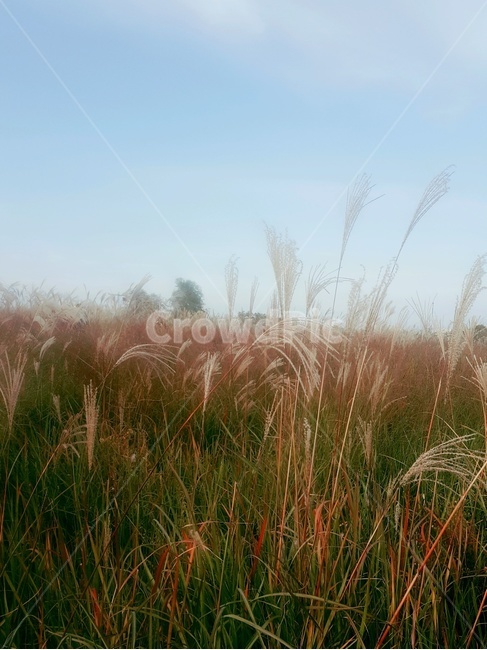 하늘공원,억새축제,억새,갈대,가을하늘,자연,가을,계절,fall,autumn,season,식물,자연,plants,nature,grass,잔디,plant,lawn,reed