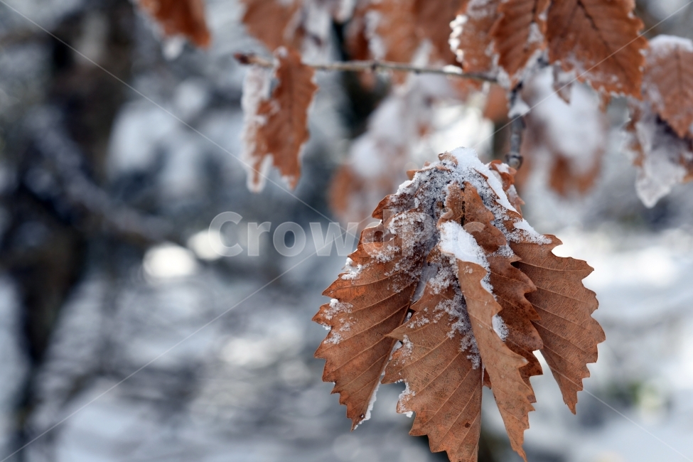 겨울,풍경,한라산,눈,겨울산,눈꽃,제주도,상고대,나무,서리,겨울,계절,winter,season,식물,자연,plants,nature