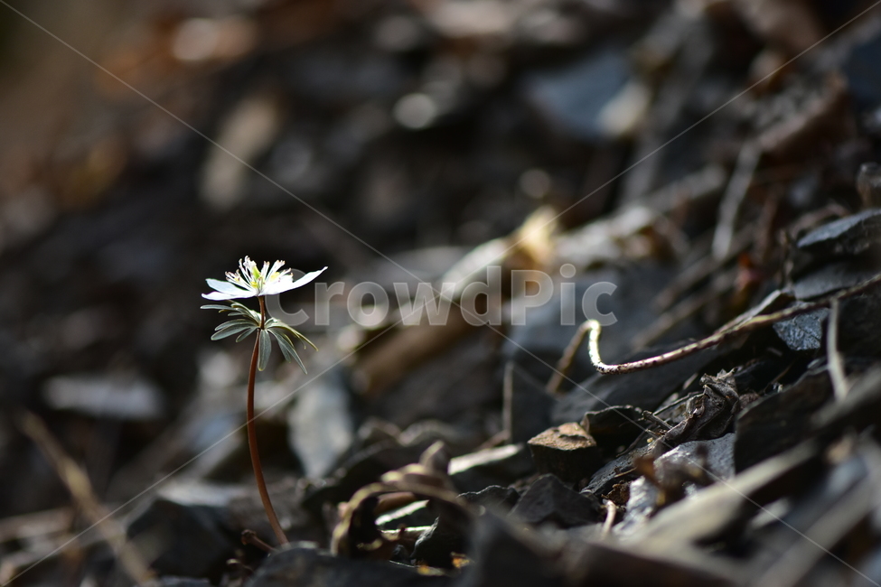 변산바람꽃,야생화,봄,꽃,흰색,자연,식물,식생,봄의전령사,풀꽃,미나리아재비과,식물,자연,plants,nature,꽃,flower