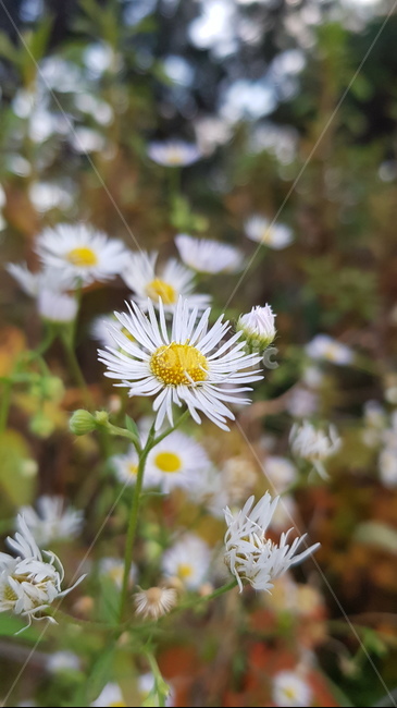개망초,꽃,접사,들꽃,자연,flower,plant,식물,식물,자연,plants,nature,꽃,flower