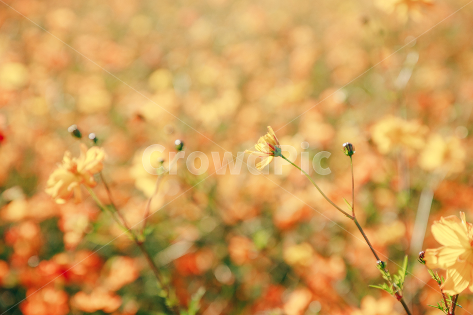 코스모스,꽃,자연,식물,가을,아름다운,commoncosmos,가을,계절,fall,autumn,season,식물,자연,plants,nature,꽃,flower,plant