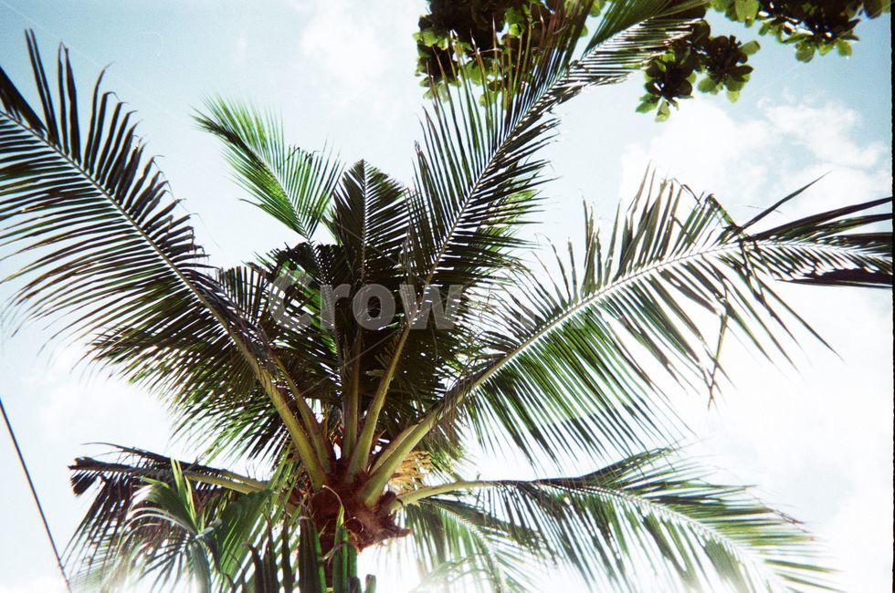 야자수,나무,하늘,동남아,필름카메라,tree,sky,filmcamera,analogue,아날로그,palmtree,구름,감성,나무,trees,wood