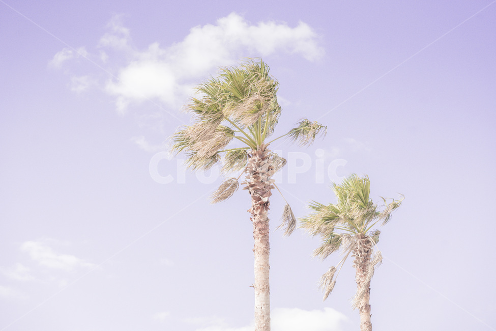 야자수,palmtree,나무,tree,summer,여름,제주도,하늘,자연,풍경,nature,landscape