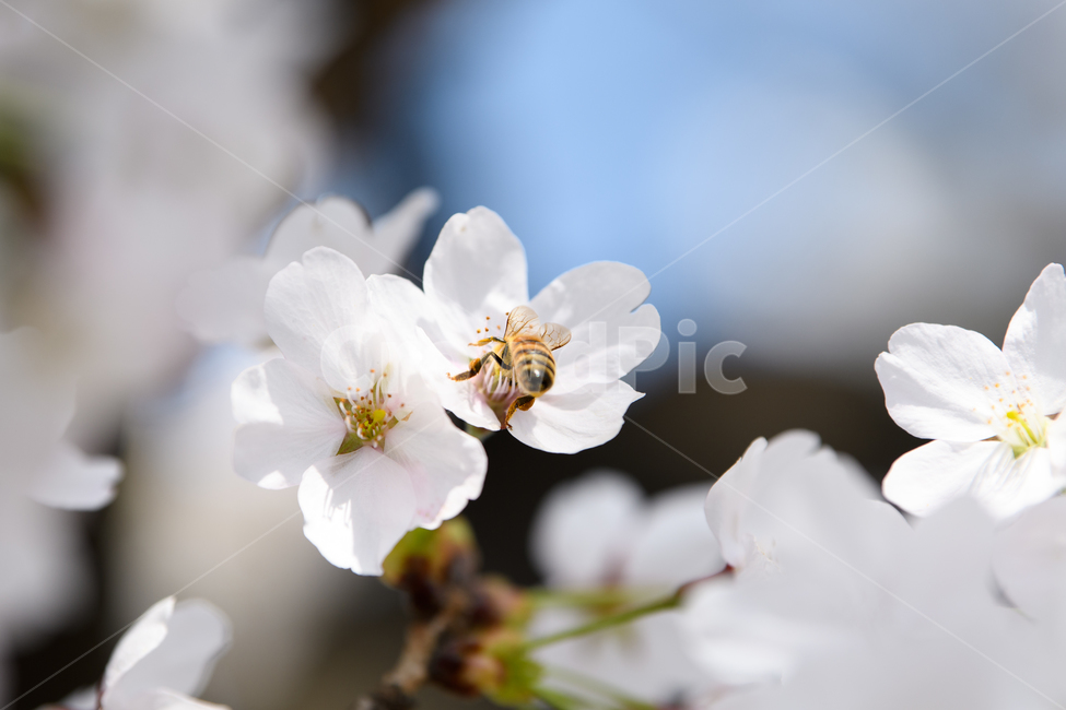 벌,벚꽃,꿀,봄꽃,봄,사쿠라,봄,계절,spring,season,식물,자연,plants,nature,꽃,flower,동물,animal,곤충,벌레,insect,bug,bee,honey bee,꿀벌,invertebrate,무척추 동물,plant