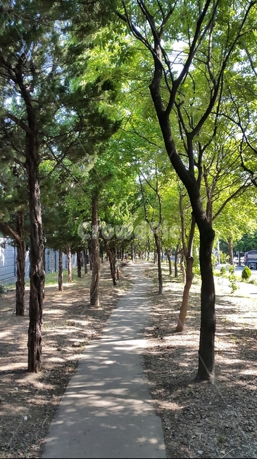 산책길,공원길,숲길,오솔길,도심속산책로,맑은아침,따사로운햇살,나무사이로비치는햇살,맑은날씨,상쾌한산책길,집근처산책길,싱그러운나무,초록색나무,봄길,여유,녹음,여유로운산책,한가로운오후