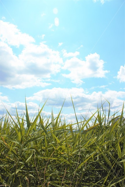 하늘,구름,풀,여름,자연,여름날씨,grass,녹색,파랑,흰색,colorful,blue,white,cloud,cloudy,sunny,배경,background,풍경,nature,landscape,시골,rural,색깔,색상,color