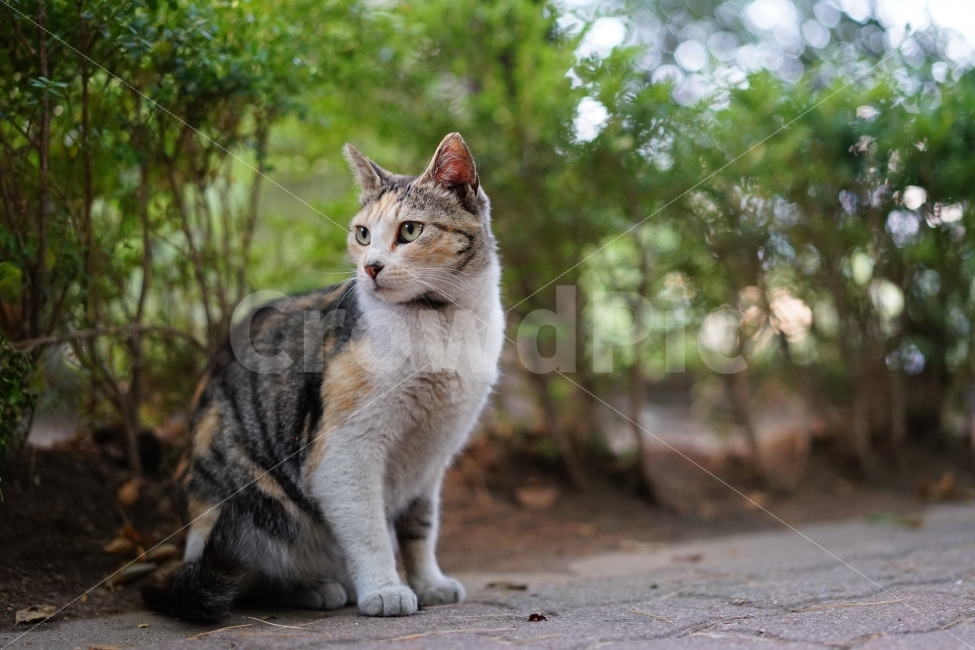 	고양이,동물,야옹이,캣,cat,냐옹이,냐옹,길,거리,일상,풍경,생명,길냥이,길가,일상사진,귀요미,동물,animal,포유류,mammal,고양이,cat,kitten,kitty
