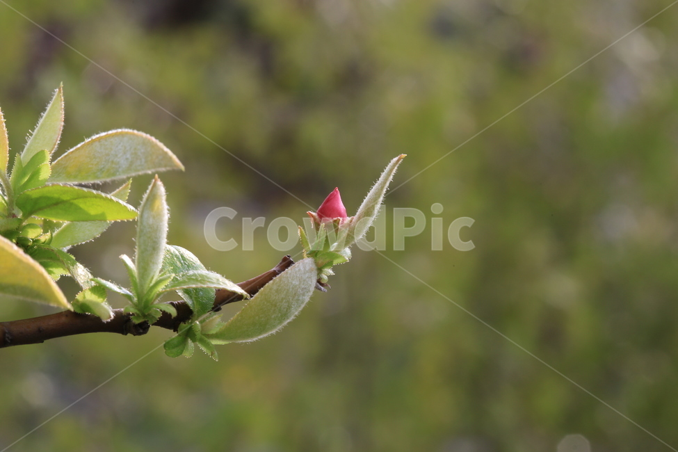plant,flower,꽃,모과꽃,새싹
