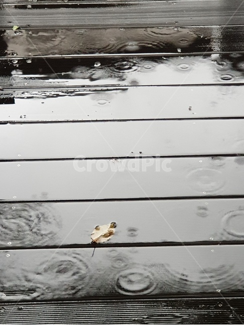 비,낙옆,물방울,rain,waterdrop,fallenleaves,빗방울,날씨,감성,비오는날,가을비,비,비오는날,rain,rainy