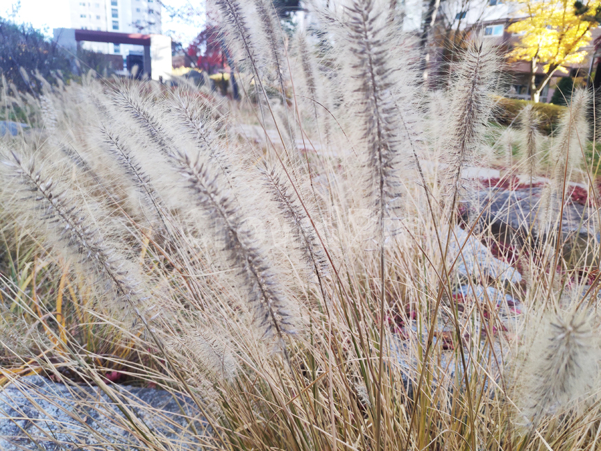 갈대,바람,자연,하늘,reed,wind,nature,sky,식물,plant,가을,계절,fall,autumn,season,식물,자연,plants,nature