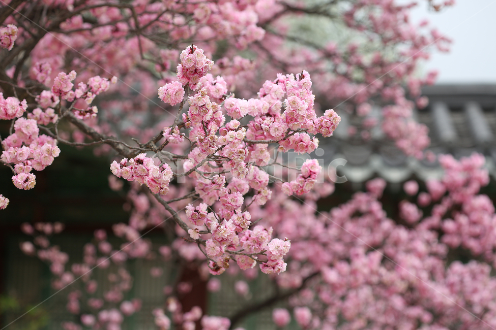 궁,봄,꽃,창경궁,palace,flower,spring,지붕,roof,봄,계절,spring,season,식물,자연,plants,nature,꽃,flower,plant,cherry blossom,벚꽃,blossom
