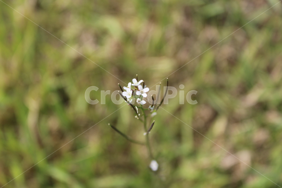 야생화,들꽃,들에핀꽃,야생꽃,작은꽃,칼라풀,식물,자연,plants,nature,꽃,flower