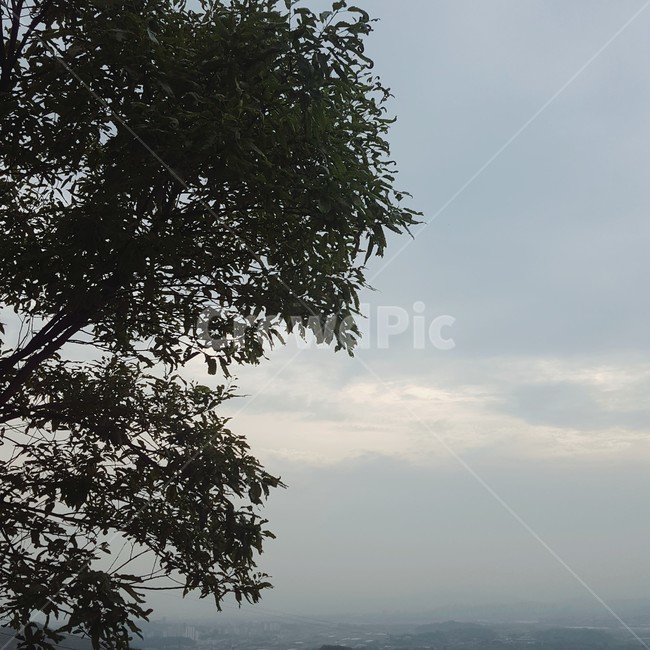 하늘,나무,흐린날,자연,식물,풍경,자연,풍경,nature,landscape,tree,plant