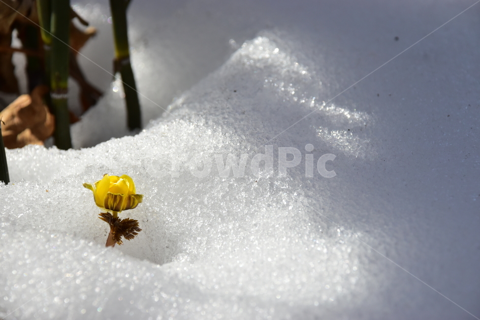 복수초,야생화,봄,눈,설중,꽃,풀꽃,자연,식물,식생,감성,힐링,plants,nature,spring,season,flower,emotion,feeling,노란색,노랑,초본