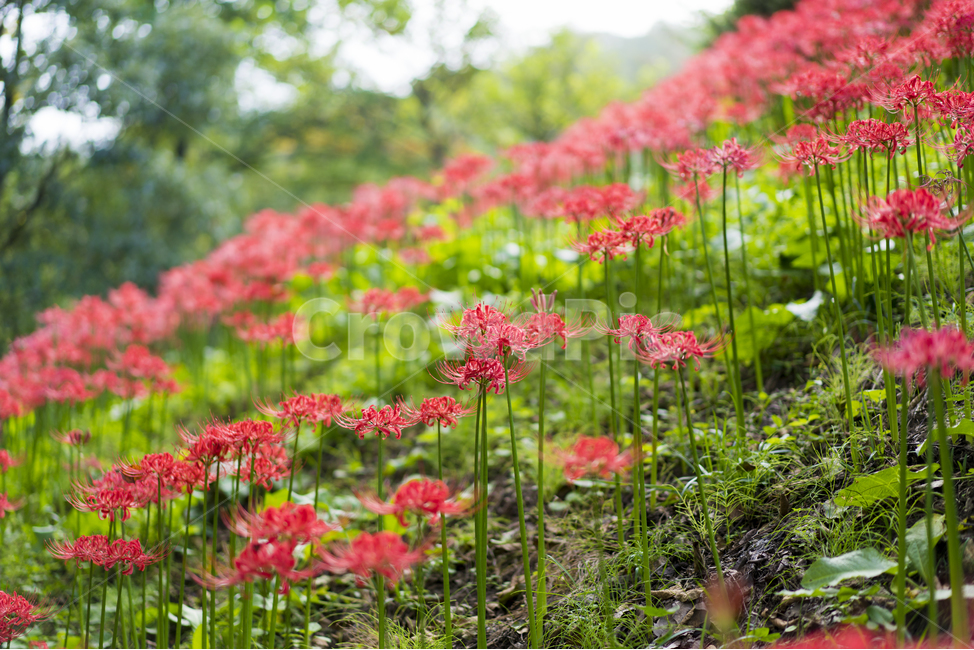 산야초,꽃무릇,꽃,빨강,매크로,식물,자연,plants,nature,꽃,flower
