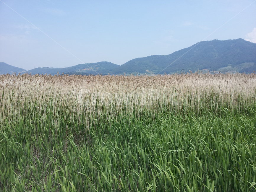 갈대,생태계,plant,식물,nature,outdoors,옥외,순천,순천만,자연,초록,풀,풍경,landscape,경치,scenery,산,식물,자연,plants,nature