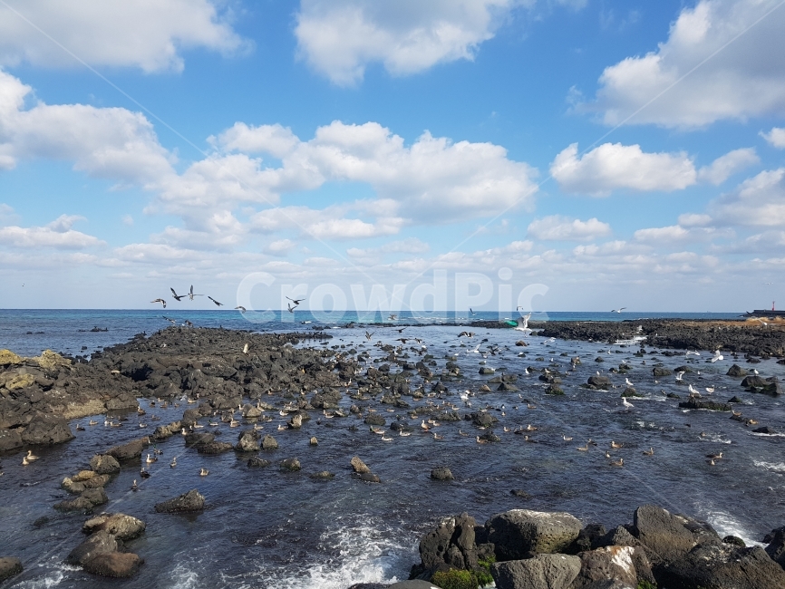 제주,제주도,바다,제주바다,하늘,구름,새,철새,돌,풍경,감성,맑음,힐링,자연,풍경,nature,landscape,한국자연풍경,한국자연경관,korea nature landscape,해변,바다,beach,sea,제주도,jeju,jeju island,동물,animal,조류,새,birds,rubble,파편