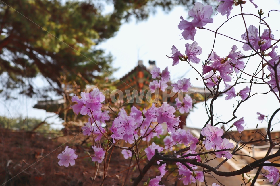 꽃,자연,봄,pink,flower,식물,자연,plants,nature,꽃,flower