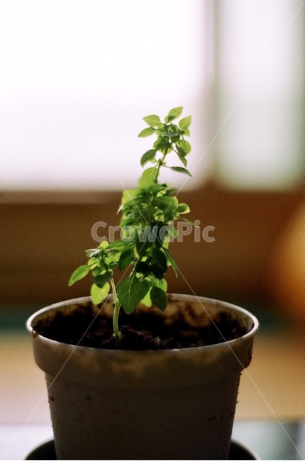 화분,풀,민트,흙,잎,실내용화초,화분,화초,house plant