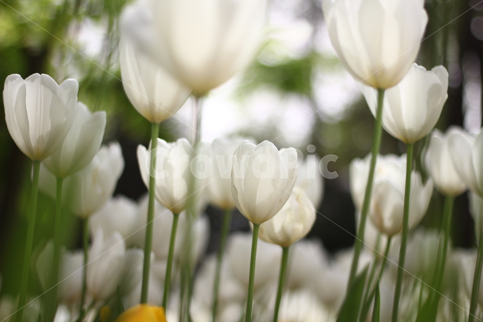 튤립,꽃,꽃봉오리,봄,꽃길