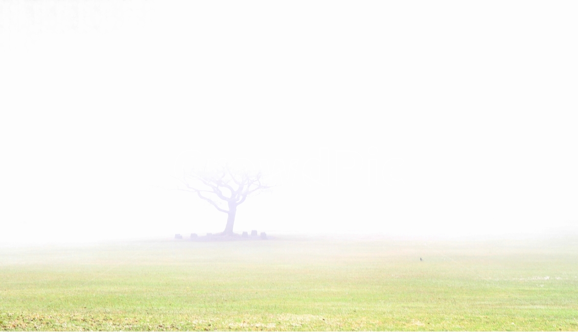 풍경사진,자연,나무,감성사진,식물,자연,풍경,nature,landscape,식물,plants,나무,trees,wood,weather,날씨,outdoors,옥외