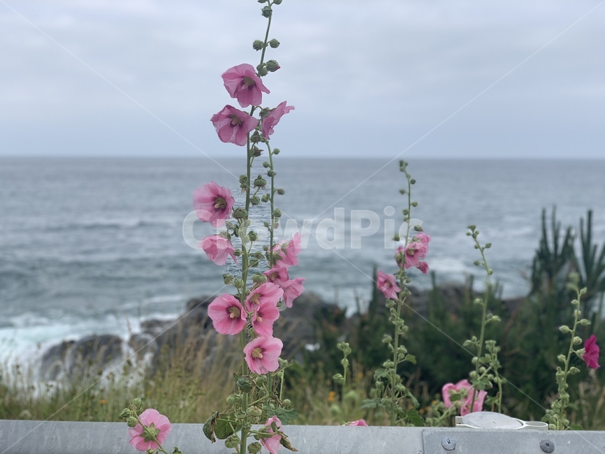 바다,자연,무궁화,식물,꽃,flower,ocean,바다앞꽃,plant