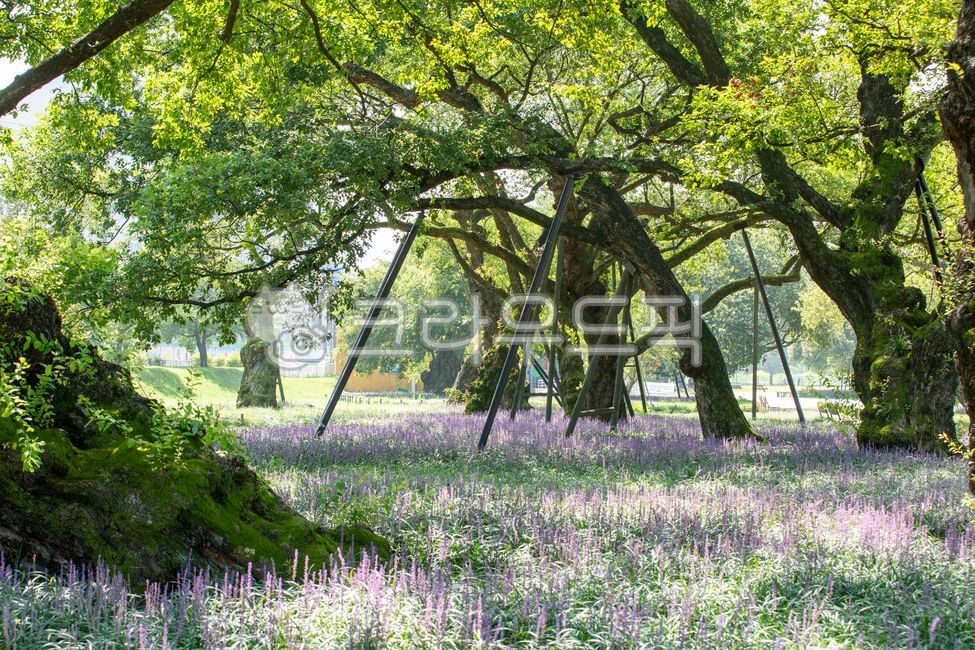 성주군,성밖숲공원,버드나무,왕버들,맥문동,천연기념물,꽃,flower,tree,나무