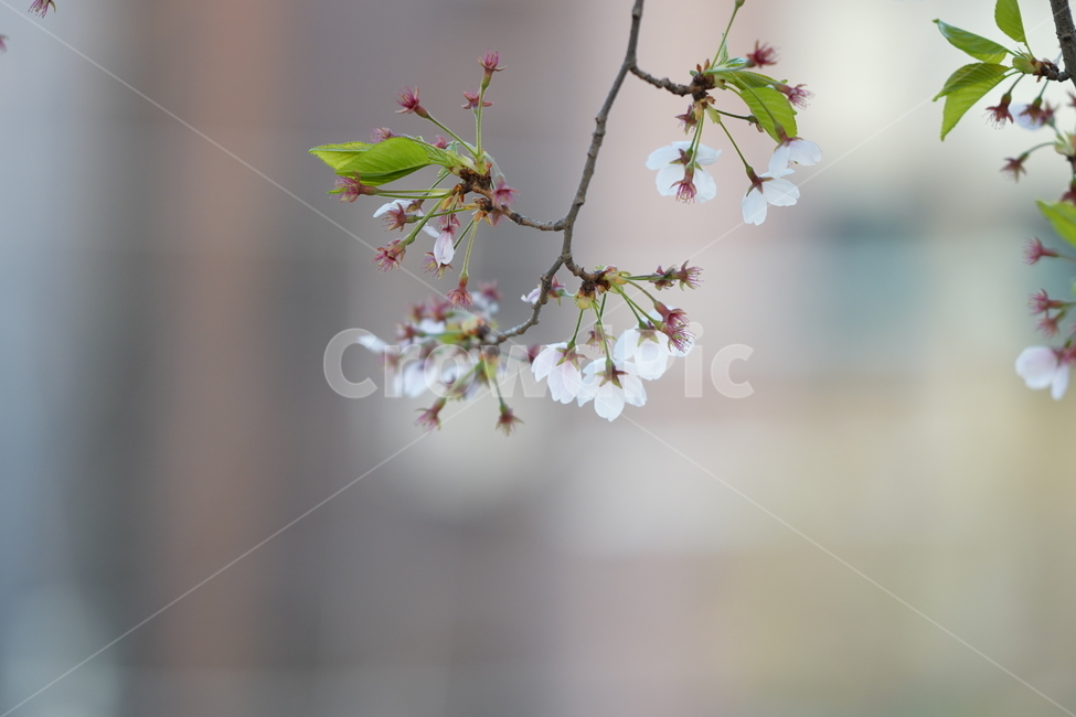 꽃,플라워,벚꽃,식물,생물,생명,계절,flower,화이트,흰색
