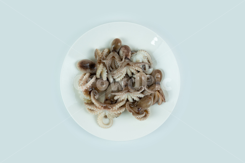 해산물,해물,낙지,주꾸미,요리재료,음식재료,어류,동물,해양생물,문어,싱싱한,신선한,요리,음식,식품,누끼