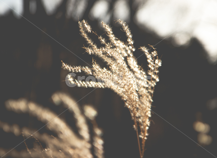 식물,억세꽃,노을,plant,감성,빛,식물,자연,plants,nature