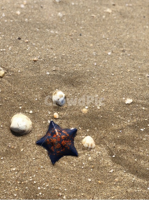 바닷가,불가사리,조개,모래사장,바다,해변,바다,beach,sea