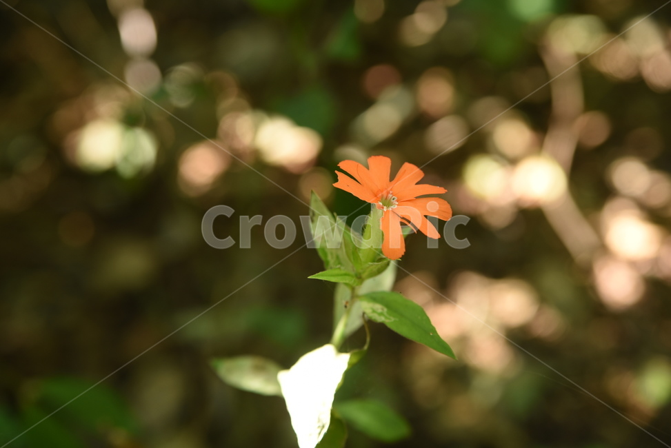 꽃,nature,야생화,장안산,식물,plant,식물,자연,plants,nature,꽃,flower