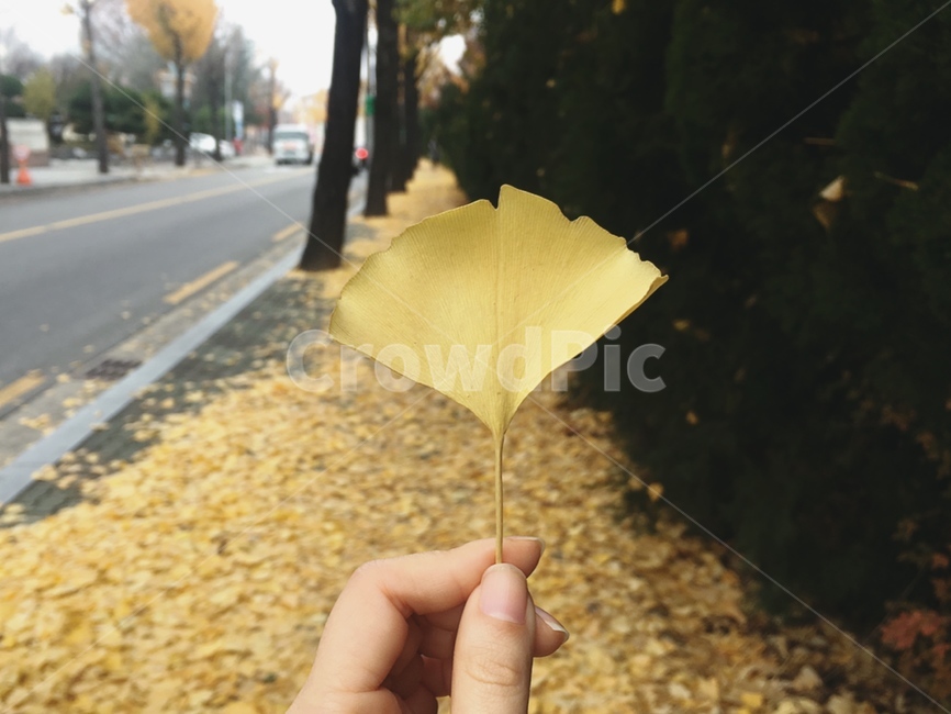 은행잎,은행나무,가을,감성,가을감성,autumn,fall,brown,가을풍경,감성사진,ginkgoleaf,ginkgotrees,배경