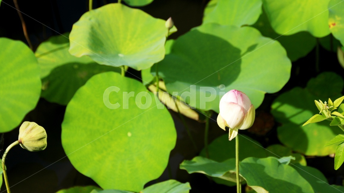 연꽃,수련,연잎,호수,꽃,식물,자연,plants,nature,꽃,flower