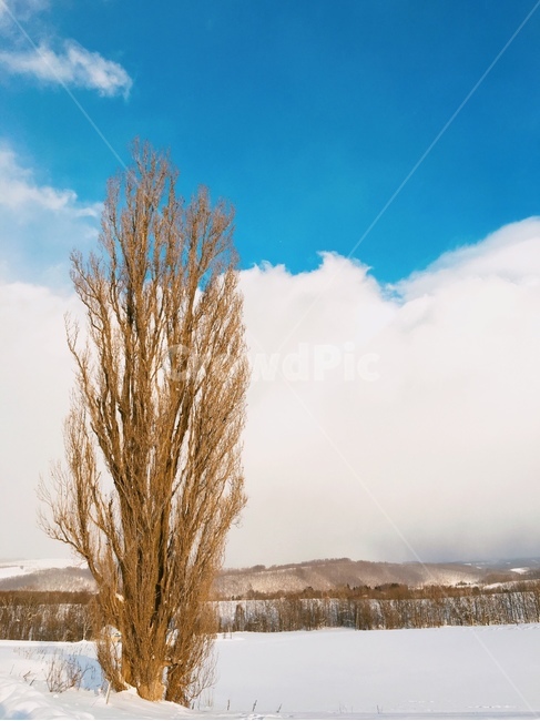 훗카이도,눈,나무,켄과메리의나무,비에이,sapporo,tree,snow,nature,겨울,계절,winter,season,자연,풍경,nature,landscape,outdoors,옥외